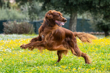 Irish setter