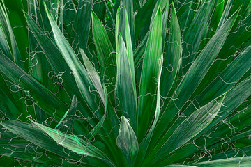 landscape ornamental tropical plant.