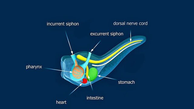 Anatomy of tunicates larva.