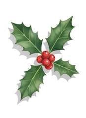Holly Leaf and Berry Sprig Illustration on White Background