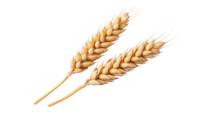Wheat ear golden grain agriculture harvest organic food rural natural healthy cereal farming. Wheat ear with golden grain symbolizes agriculture harvest and organic food evoking natural