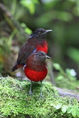 The graceful pitta (Erythropitta venusta) in Sumatra, Indonesia.