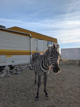 Zebra in the zoo
