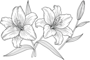 Detailed black and white line art illustration of two lily flowers in full bloom with one closed bud, showcasing the intricate petals, stamens, and long, linear leaves, 
