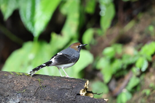 Sunda forktail (Enicurus velatus sumatranus) is a species of bird in the family Muscicapidae. This photo was taken in Sumatra, Indonesia