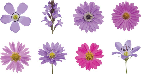 Collection of vibrant purple and pink flowers with distinct petals, isolated on a clean white background, showcasing botanical variety and delicate beauty