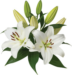 Elegant white lily bouquet with fresh green leaves and unopened buds, a serene floral arrangement symbolizing purity and new beginnings.