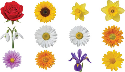 Vibrant collection of diverse spring and summer flowers isolated on white, showcasing various colorful blooms perfect for botanical projects.