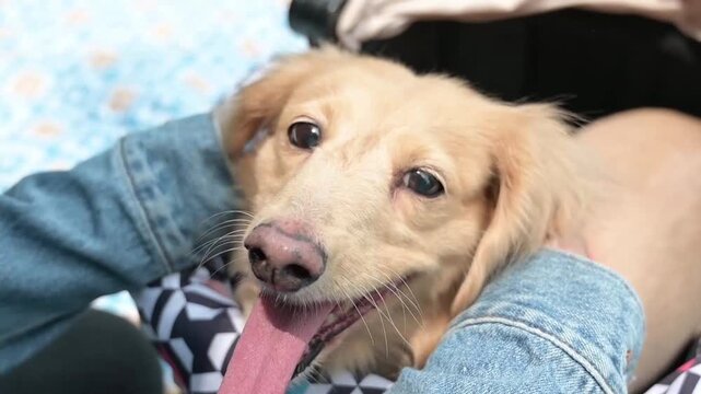 Close-up side profile of a happy long-haired cream Dachshund being petted by owner