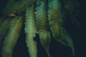 A close-up of lush green fern leaves with delicate textures—capturing nature’s elegance, intricate detail, and the peaceful beauty of the forest.
