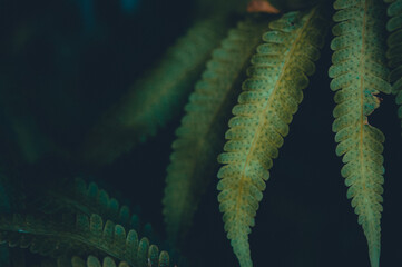 A close-up of lush green fern leaves with delicate textures&mdash;capturing nature&rsquo;s elegance, intricate detail, and the peaceful beauty of the forest.