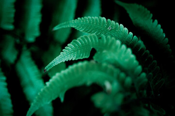 A close-up of fern leaves reveals delicate textures and dotted symmetry&mdash;capturing natural beauty, vibrancy, and the quiet elegance of the forest floor.