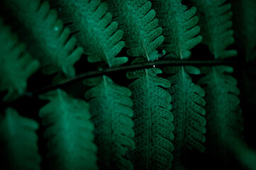 A close-up of fern leaves reveals delicate textures and dotted symmetry&mdash;capturing natural beauty, vibrancy, and the quiet elegance of the forest floor.
