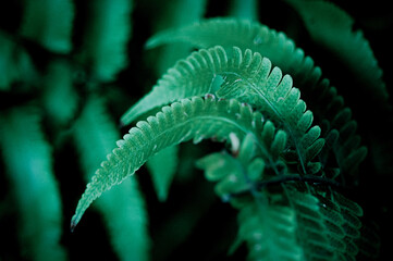 A close-up of fern leaves reveals delicate textures and dotted symmetry&mdash;capturing natural beauty, vibrancy, and the quiet elegance of the forest floor.