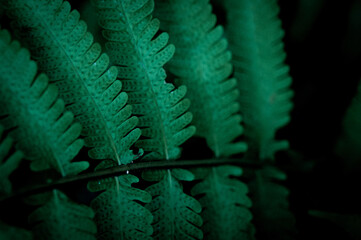 A close-up of fern leaves reveals delicate textures and dotted symmetry&mdash;capturing natural beauty, vibrancy, and the quiet elegance of the forest floor.