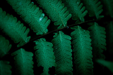 A close-up of fern leaves reveals delicate textures and dotted symmetry&mdash;capturing natural beauty, vibrancy, and the quiet elegance of the forest floor.