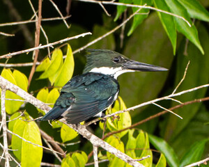 Fototapeta premium Kingfisher on a branch over the Sierpe River in Costa Rica
