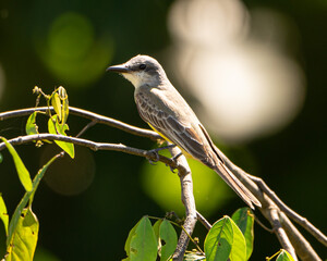Tropical Kingbird on a branch in Costa Rica