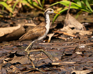 Northern Jacana on the Sierpe River in Costa Rica