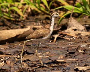 Northern Jacana on the Sierpe River in Costa Rica