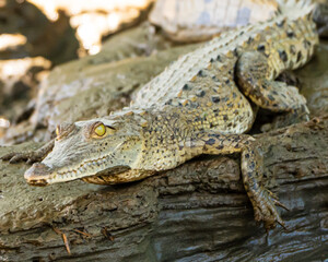 American Crocodile on the Sierpe River in Costa RIca