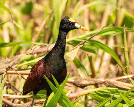 Northern Jacana on the Sierpe River in Costa Rica