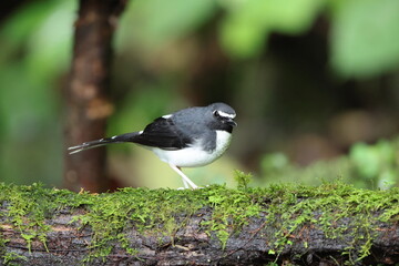 Sunda forktail (Enicurus velatus sumatranus) is a species of bird in the family Muscicapidae. This photo was taken in Sumatra, Indonesia
