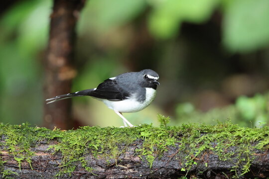 Sunda forktail (Enicurus velatus sumatranus) is a species of bird in the family Muscicapidae. This photo was taken in Sumatra, Indonesia