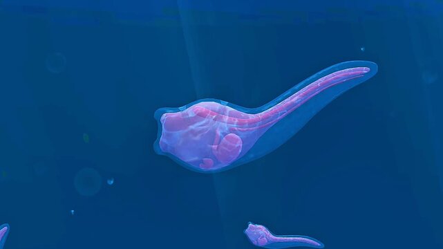 Larval form tunicates