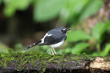 Sunda forktail (Enicurus velatus sumatranus) is a species of bird in the family Muscicapidae. This photo was taken in Sumatra, Indonesia