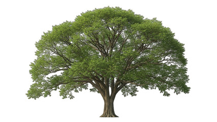 Large Tree with Green Leaves Isolated on White