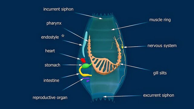Salps anatomy.
