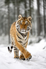 A tiger in the forest enjoys the fresh snow