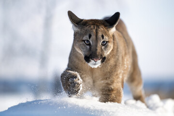 The cougars are playing in a snowy meadow.