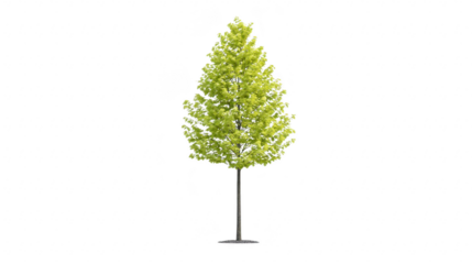 Green tree with lush foliage isolated on transparency background vertical orientation healthy plant nature concept suitable for landscaping spring or summer season vibrant and fresh appearance