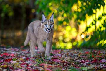 A baby caracal is walking and wants to play