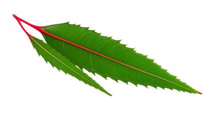 Green leaf serrated edge elongated shape vibrant color natural texture isolated botanical fresh healthy detailed vein closeup evokes calmness and vitality perfect for nature themes
