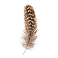 Isolated brown feather with patterned stripes on a white background, representing lightness, nature, and possible avian or bird related concepts