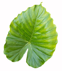 close up of green leaf
