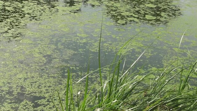 duckweed on the surface of an abandoned lake in an old park