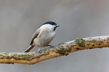 Obraz premium Marsh Tit (Poecile palustris), adult bird perched on a mossy branch in winter light, a generally common species in the Czech Republic