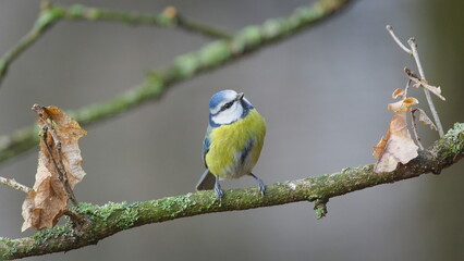Blue Tit (Cyanistes caeruleus) — adult perched on a lichen-covered branch; a common species in the wild in the Czech Republic