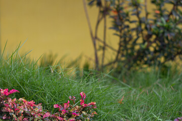Lush Green Grass and Red-Pink Alternanthera Hedge Against a Soft Yellow Backdrop