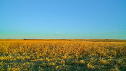 Fototapeta premium Whispers of the Tallgrass Prairie