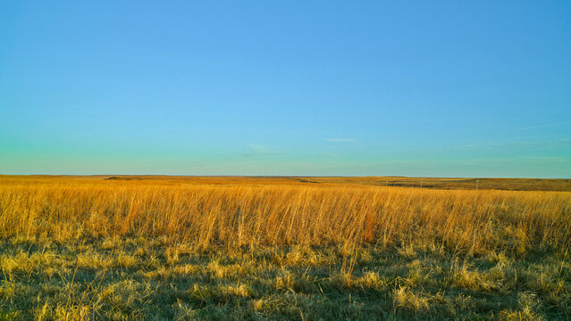 Whispers of the Tallgrass Prairie