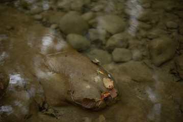 A smooth, rounded rock partially submerged in a shallow stream. The water is clear, revealing pebbles beneath. Leaves are scattered on the rock's surface.