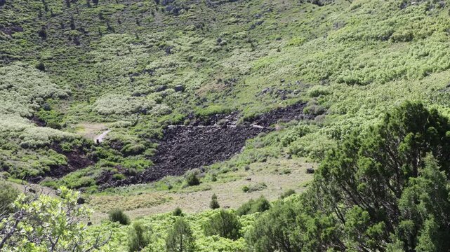 View into the forested cone of Capulin Volcano National Monument in northeastern New Mexico, USA