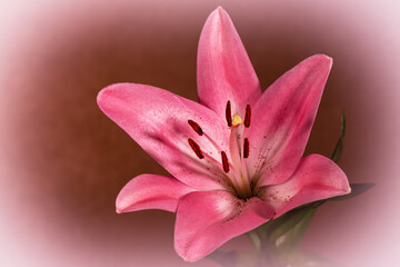 Fototapeta premium Beautiful pink lily flower with vignette.