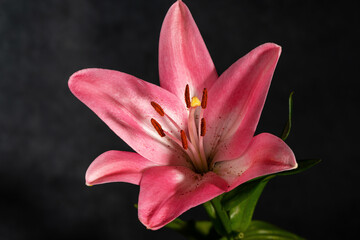 Beautiful pink lily flower, closeup.
