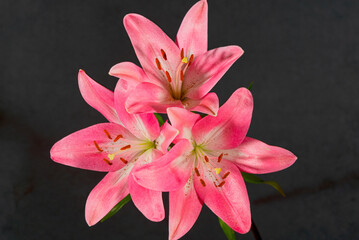 Beautiful pink lily flower, closeup.